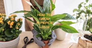 How to Grow a Peace Lily (1)