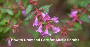 How to Grow and Care for Abelia Shrubs