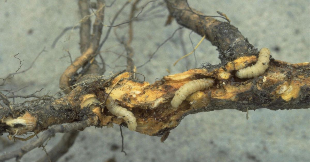 Peach Tree Borers